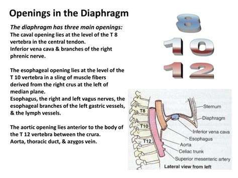 Ppt Diaphragm Powerpoint Presentation Id5719823