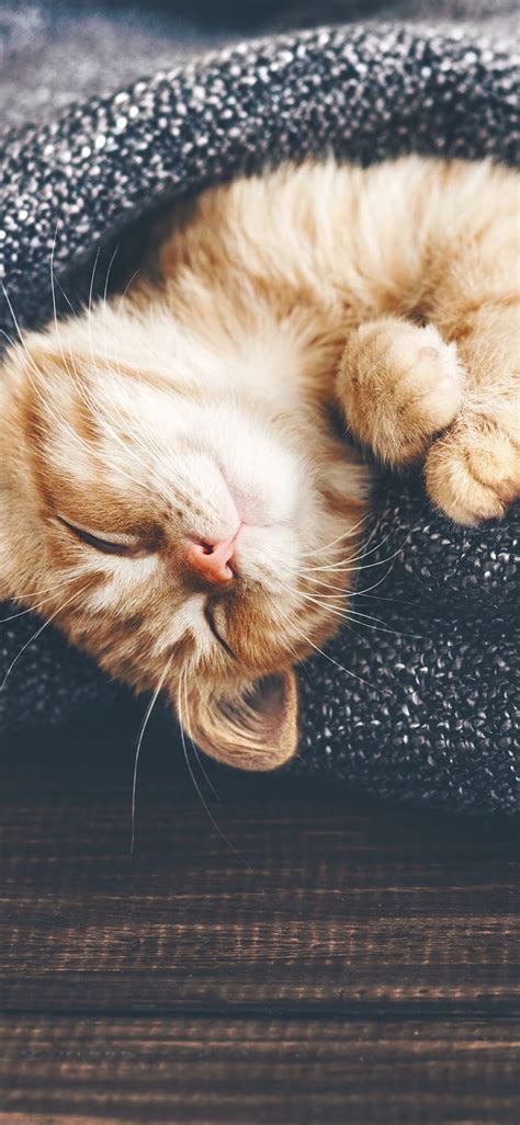 Cat Cute Cat Kitten Sleep Hd Phone Wallpaper Peakpx