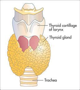 The endocrine system | Basicmedical Key