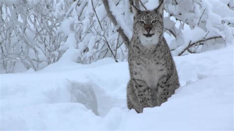 What does the lynx say? - YouTube