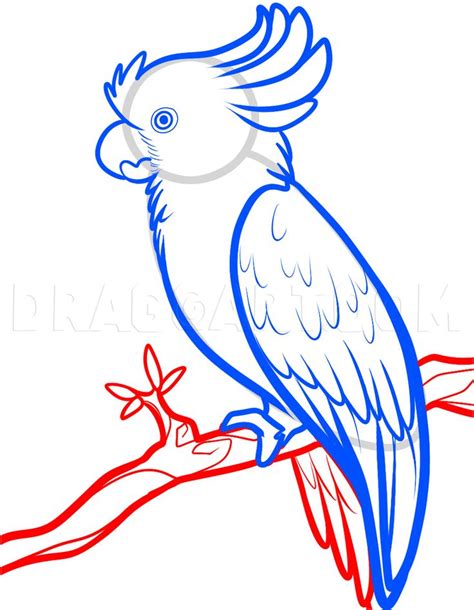 how to draw a cockatoo step by step drawing guide by dawn bird drawings
