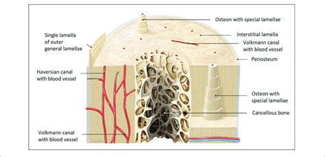 Models Of Long Bone Anatomy Human Long Bone Anatomy At The Diaphysis