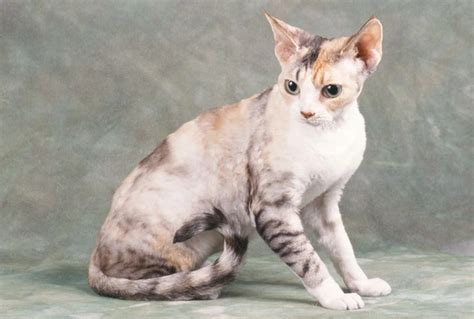 Devon Rex Cats Breed Facts Information And Advice Pets4homes