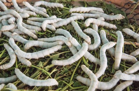 Another natural spray for roses to keep black spot away: Silk Worms Eating Green Leaves Stock Image - Image of worm ...