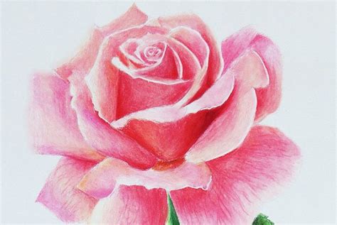 Disegni a matita facili bocciolo rosa parte gambo piccola foglia lato bianco nero disegni a matita disegni fiori disegnati a matita. 1001+ idee per Disegni facili da fare e da copiare | Disegni facili, Fiori disegnati a matita ...