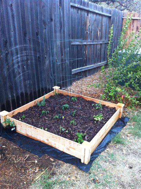 My Beginners Garden Raised Bed From Home Depot Tomatoes Jalapeños