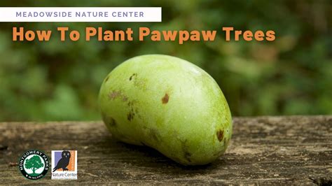 How To Plant Pawpaw Trees Youtube