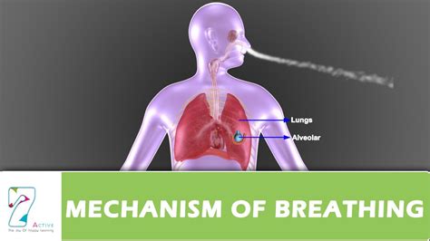 Respiration Animation One Frame From Respiration Animation Download