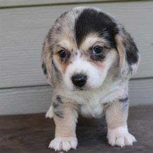 We are known for placing the right. Image result for beagi | Corgi puppy, Hybrid dogs