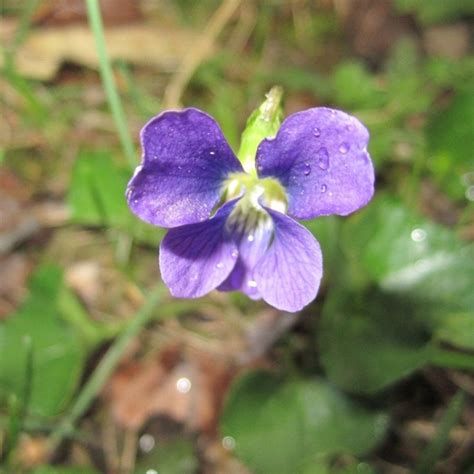 First flowers of spring in wisconsin. Wisconsin state flower Wood Violet | Discover wisconsin ...