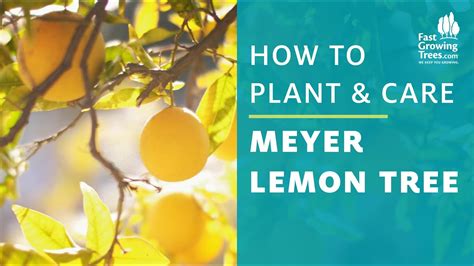 Improved Meyer Lemon Tree How To Plant And Care Youtube