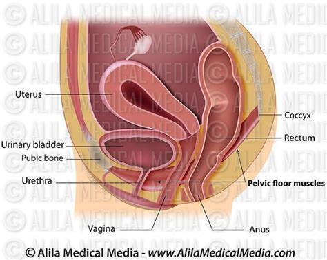 Picture of the female body 744992 diagram picture of the female body 744992 chart human anatomy diagrams and charts explained. Alila Medical Media | Female reproductive organs labeled ...