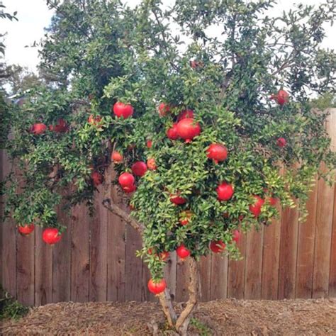 Russian Pomegranate Tree Garden Center Point