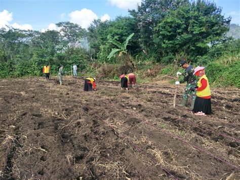 Yang kebutuhan hara jagung tinggi, terutama terhadao nitrogen dan fosfor. TNI dan Dinas Pertanian Tanam Jagung Paragon di Demplot ...