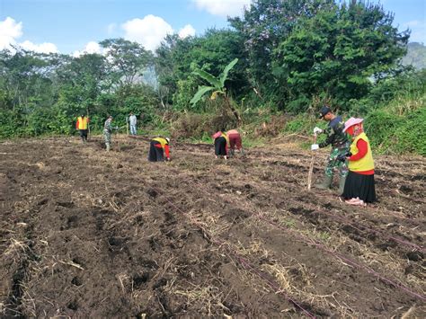 Cara menanam padi agar hasil panen padi anda berhasil dan melimpah, pelajarilah cara menanam padi berikut. TNI dan Dinas Pertanian Tanam Jagung Paragon di Demplot ...