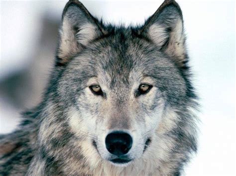Animals Nature Wolf Wallpapers Hd Desktop And Mobile Backgrounds