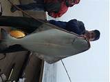 Quick gerber video of how to catch and clean halibut for cooking. Just for the Halibut - Marine Fish Conservation Network