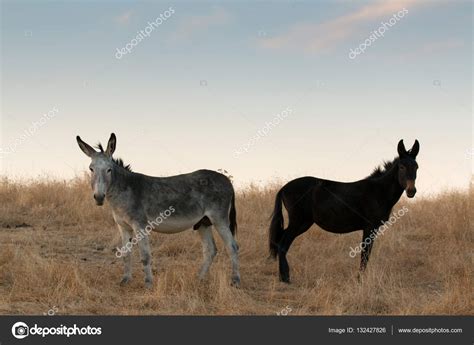 Two Donkeys In Field Stock Photo By ©gelpi 132427826