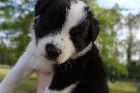 A border collie is different from other breeds in that a true bc is not classified as one because of what it looks like, but by what it can do. Border collie puppy | Collie puppies, Border collie ...