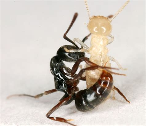 ant species losing ground to venomous kind the new york times