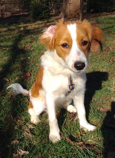 Das kooikerhondje ist eine wundervolle rasse, voller lebensfreude und sehr menschenbezogen. Kooikerhondje Welpen