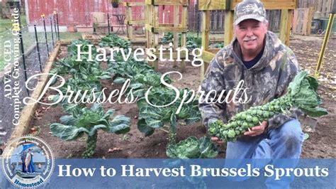 Hd How To Harvest Brussels Sprouts Youtube