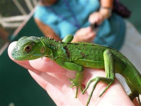 Green Iguana For Sale Online Baby Green Iguanas For Sale Breeders