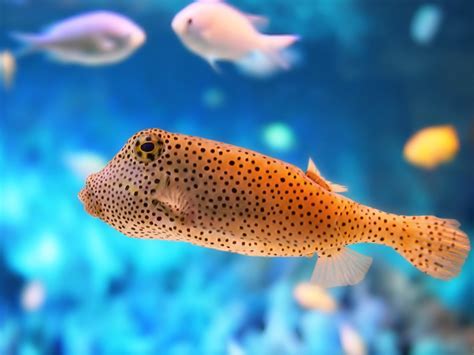 Deep Blue Sea Wallpapers Free Download Pixelstalknet