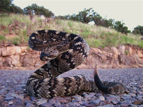 Eastern Black Tailed Rattlesnake Snakes Of Grant County New Mexico