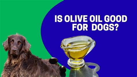 How Much Olive Oil Can Dogs Have A Guide To Proper Dosage