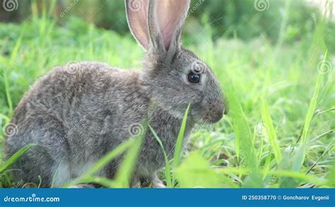 Cute Adorable Fluffy Gray Rabbit Grazing On Lawn Of Green Young Grass