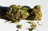 Photos of Marijuana Buds And Seeds