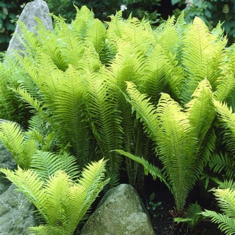 I hope the shade loving perennials and ferns that i've chosen meet with your approval and give you some ideas for brightening up those shady corners. Shade-loving Fern Ostrich is an elegant ground cover for ...
