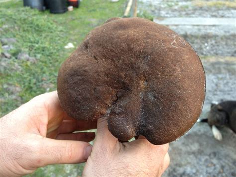 Identifying Very Large Mushroomfungus Growing On Mornington Peninsula
