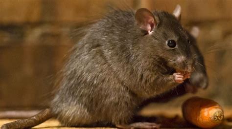 Why You Need To Take Rats Seriously Advanced Pest Control Of Alabama