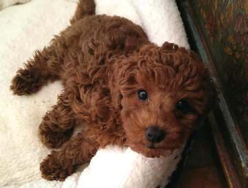 Check out our puppy rescue selection for the very best in unique or custom, handmade pieces from our shops. Miniature Poodle Puppies for sale | Tucson, AZ | Red ...