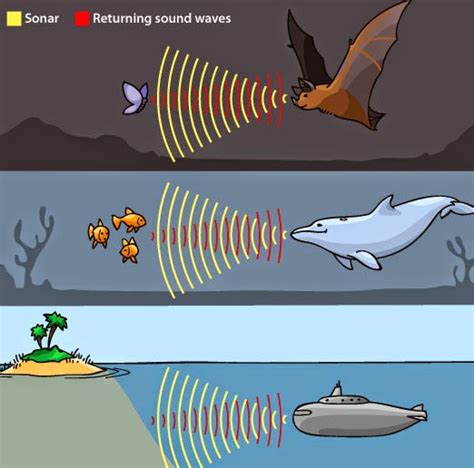 Science Online The Types Of The Sound Waves