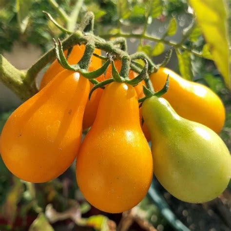 Yellow Pear Gelbe Birnchen Tomaten Samen Preis €195