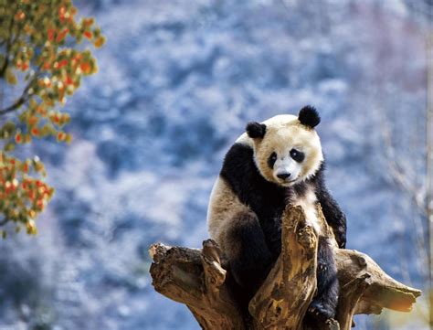 Chinas Protection Of Giant Pandas Brings Significant Benefits To Other