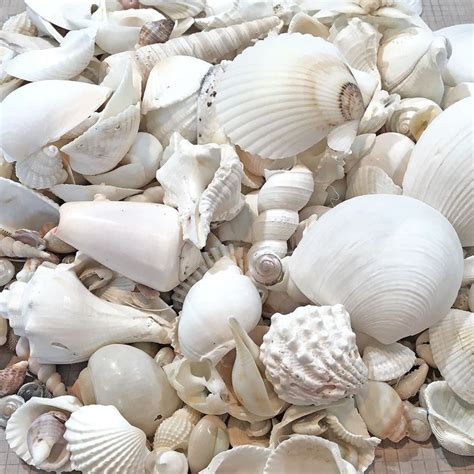 White Sea Shells White Shells Seashell Mix Beach Wedding Etsy Sea