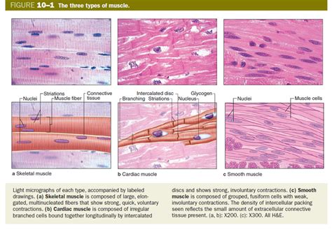 Cardiac muscles are involuntary muscles. Muscle Tissue - Cardiac Muscle - purkinje fibers