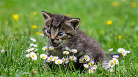 0 kitten cant stop smiling after being rescued from a shelter and. Kitten Spring Wallpaper (65+ images)