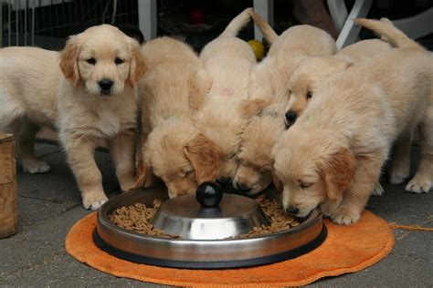 Golden retriever puppies from champion goldiva goldens in maine. Golden Retriever Puppies: Everything You Need to Know ...
