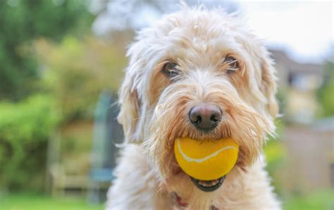 Can Dogs Be Addicted To Tennis Balls The Ultimate Guide Keepingdog