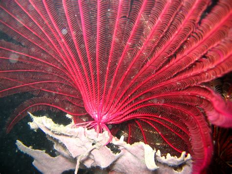 Free Images Water Ocean Plant Leaf Flower Underwater Coral Reef Close Up Sea Life