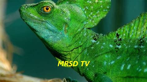 Top 51 Philippine Sailfin Dragon Animals 51 Philippine Sailfin Dragon