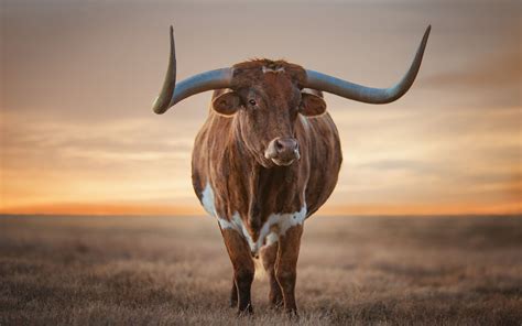 Texas Longhorn 1680x1050 Wallpaper