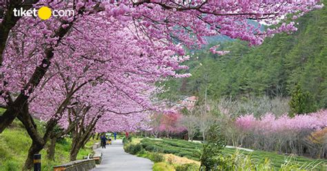 Yakni melambangkan kehidupan, kematian, perempuan, keberanian, kesedihan, kegembiraan serta ikatan antar manusia. Jadwal Mekar Bunga Sakura Jepang Musim Semi 2020 | tiket.com