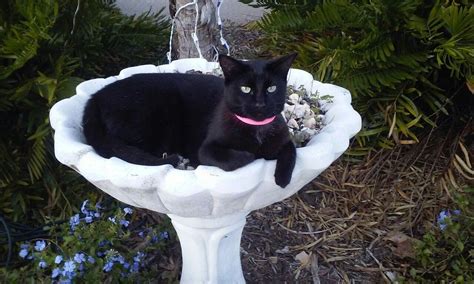 Searching for affordable snoopy bathroom set in ? Snoopy, in a bird bath. | Bird bath, Bird, Outdoor decor
