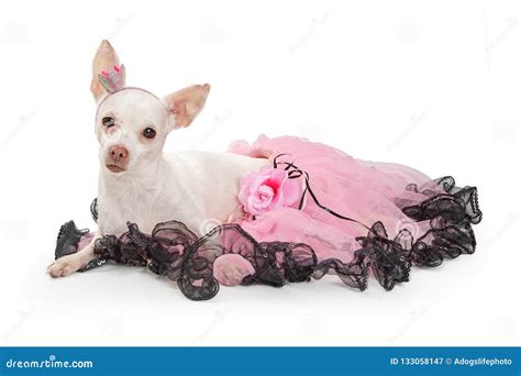 White Chihuahua In Pink Tutu Lying On White Stock Image Image Of